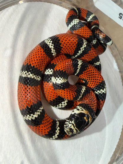 Andean milk snake - Andean Milk Snakes