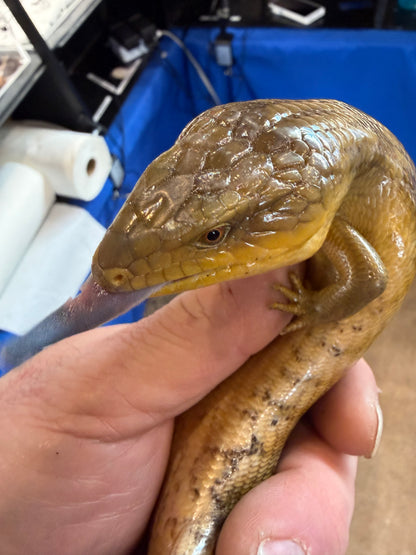 Tanimbar - Tanimbar Blue-Tongued Skinks