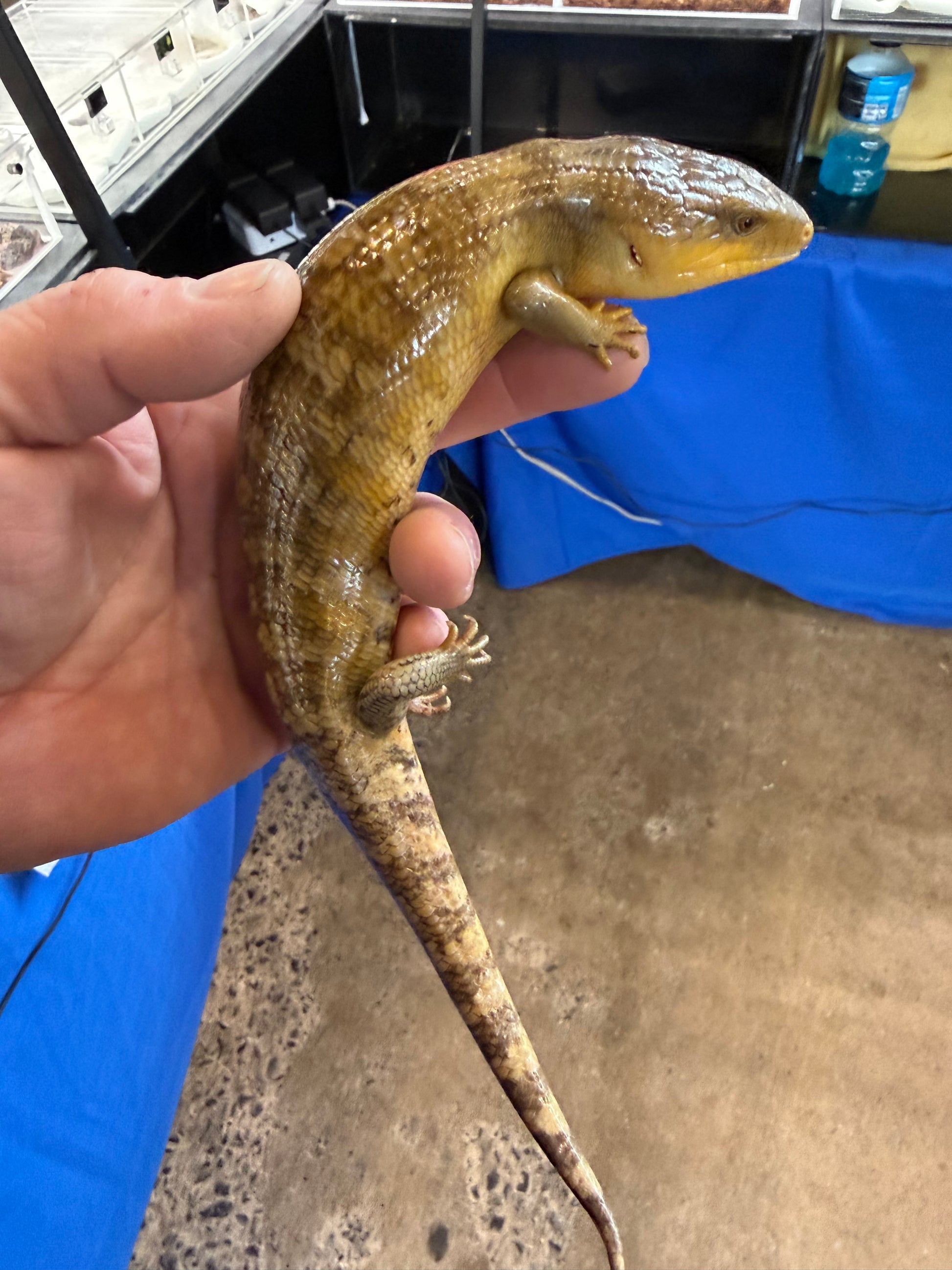 Tanimbar - Tanimbar Blue-Tongued Skinks