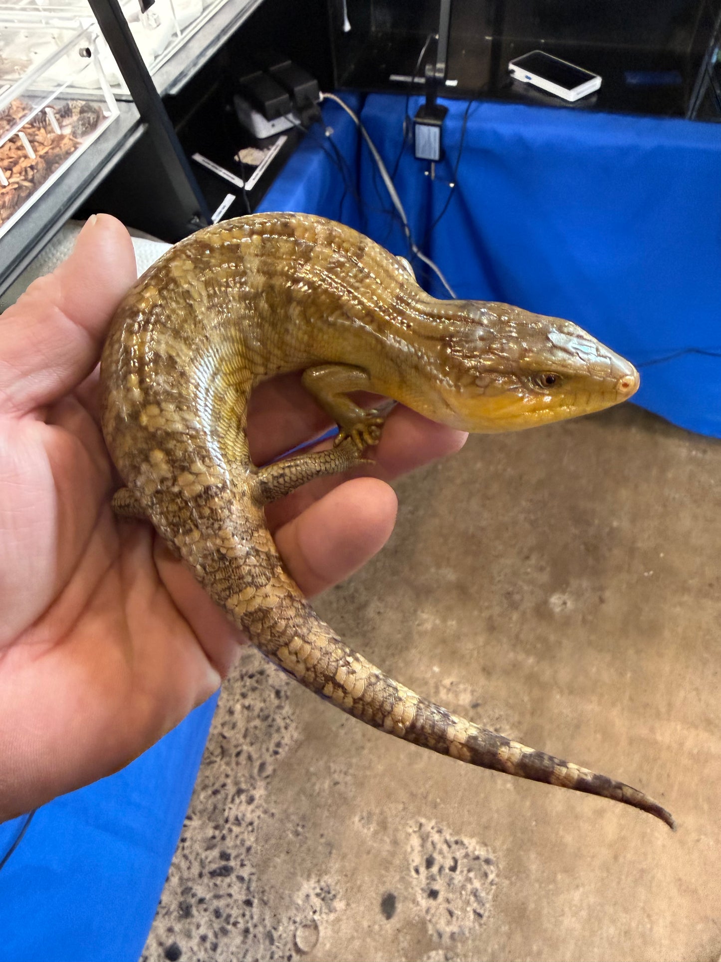 Tanimbar - Tanimbar Blue-Tongued Skinks
