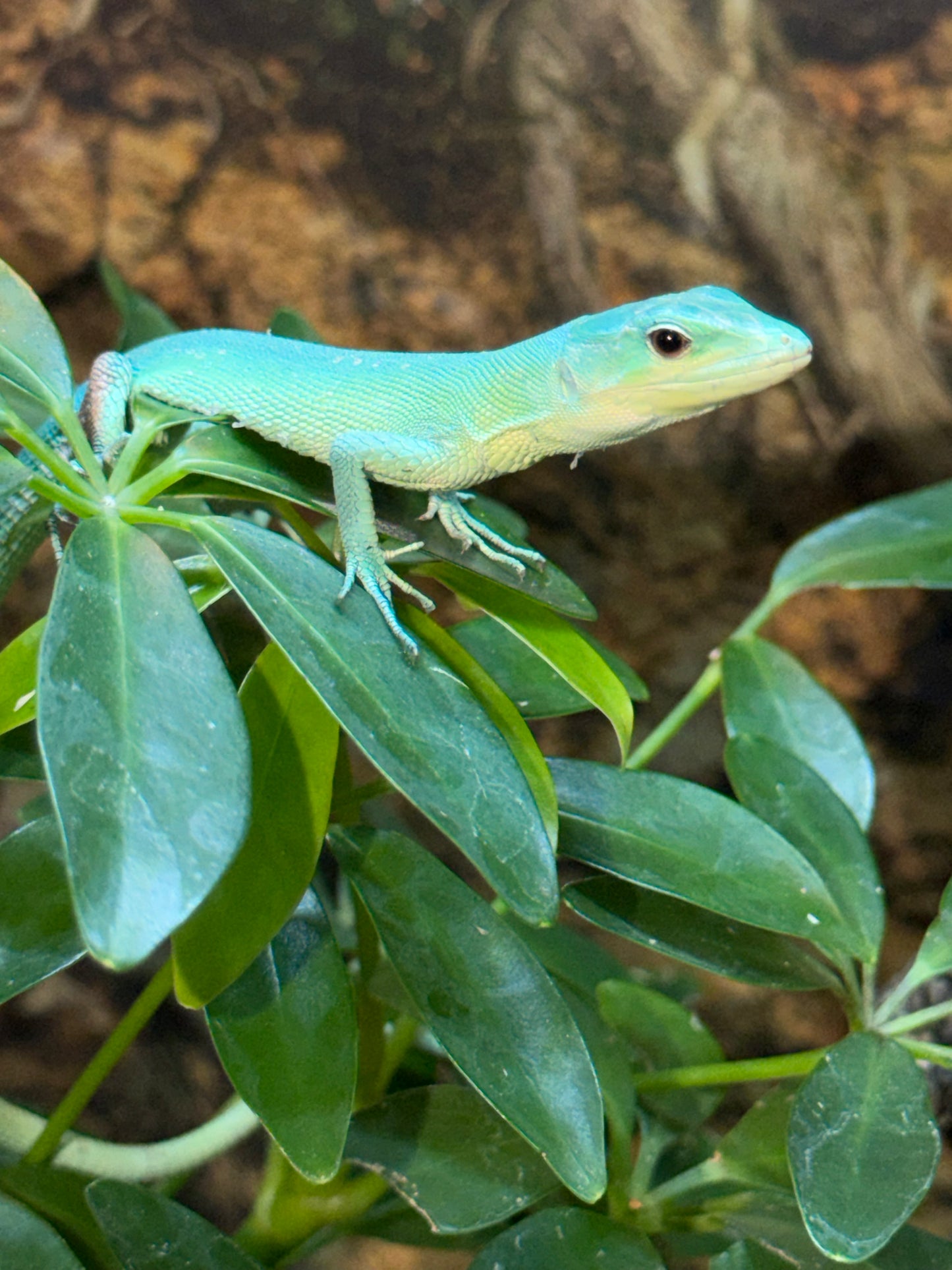 Gastropholis prasina - Lacertas