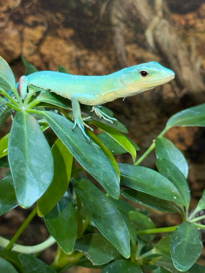 Gastropholis prasina - Lacertas