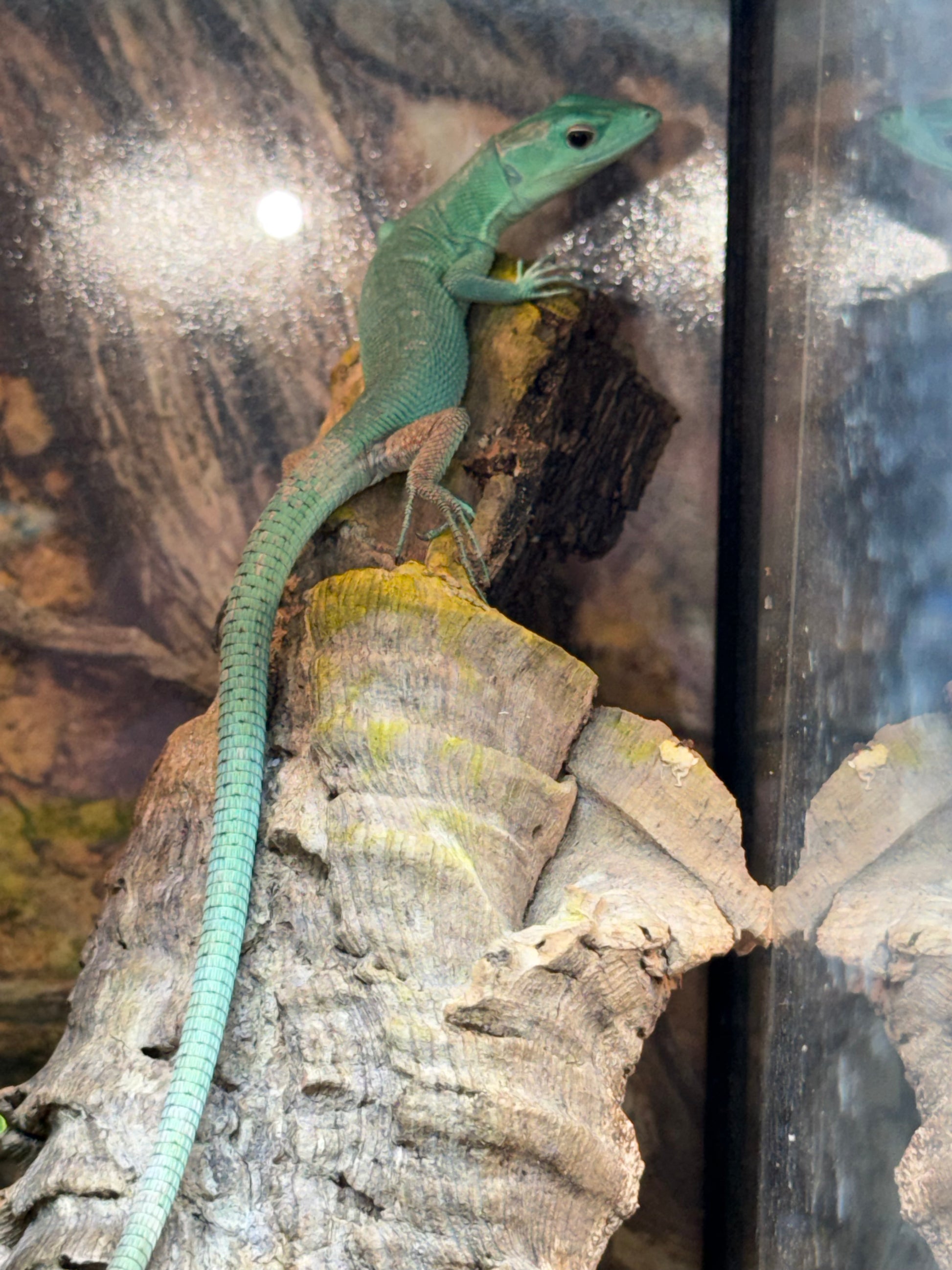 Gastropholis prasina - Lacertas