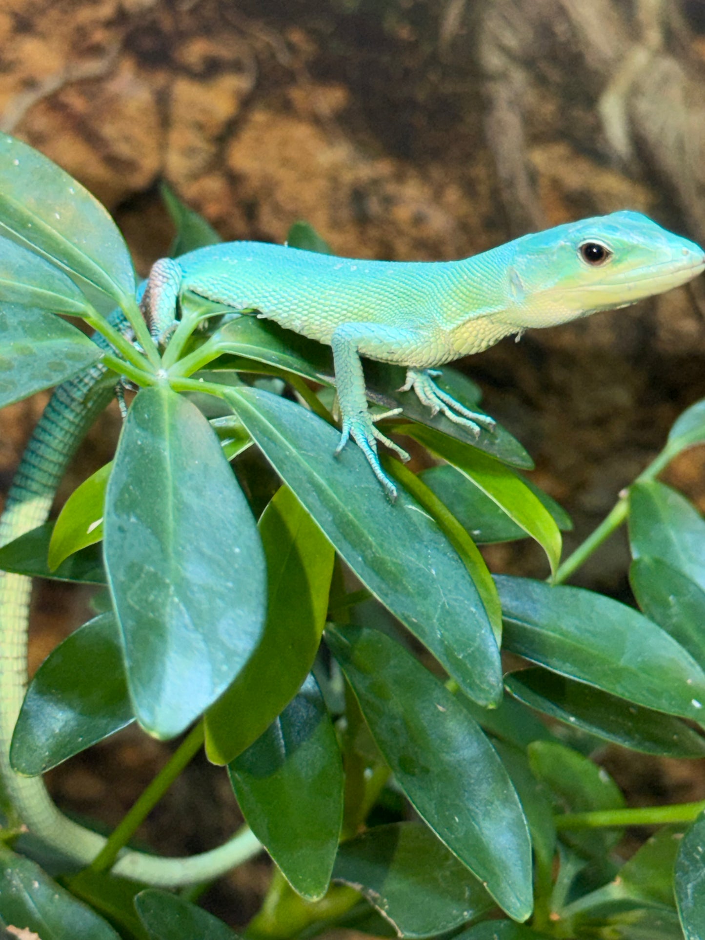 Gastropholis prasina - Lacertas