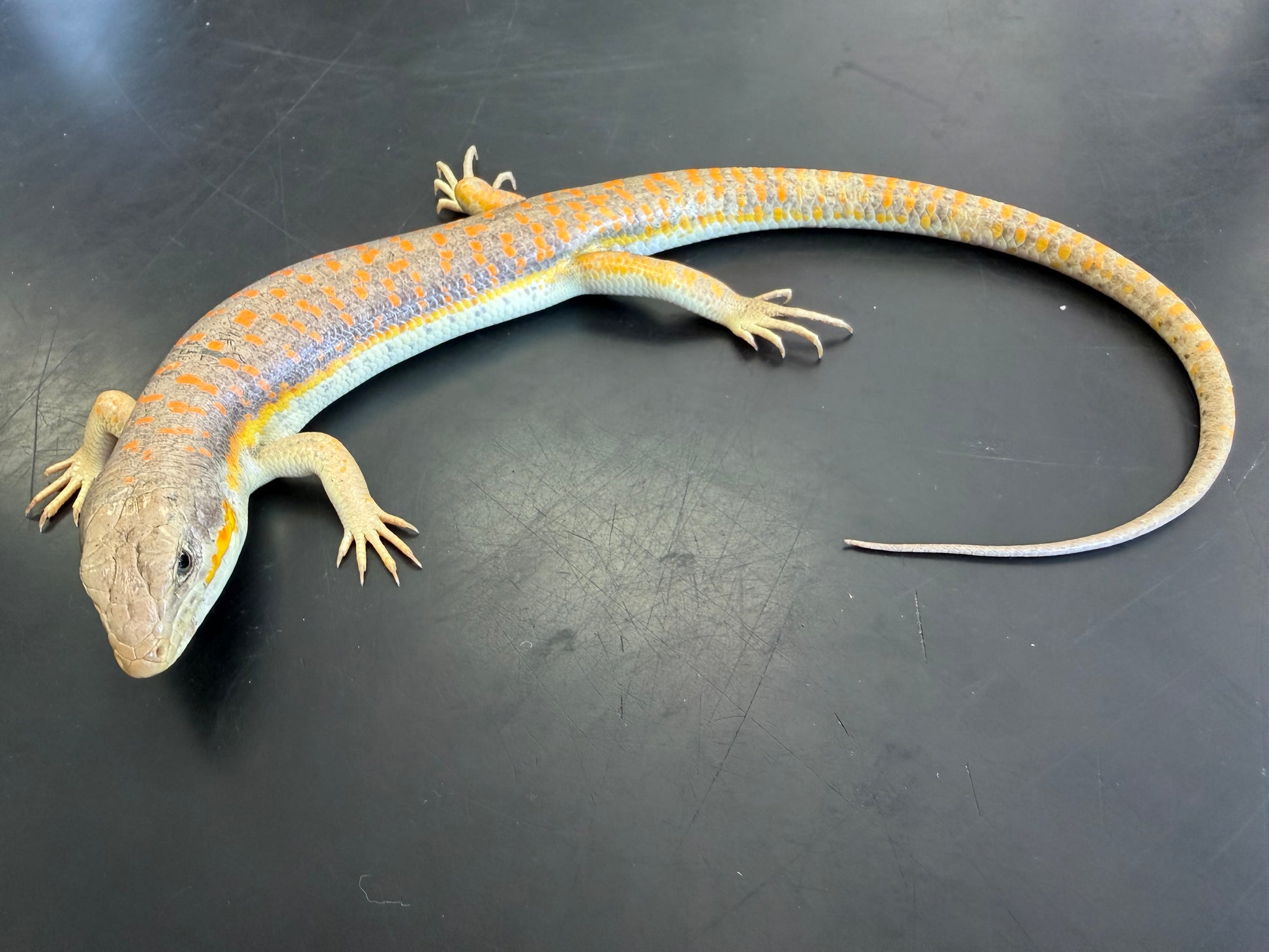 Schneiders skinks - More Skinks