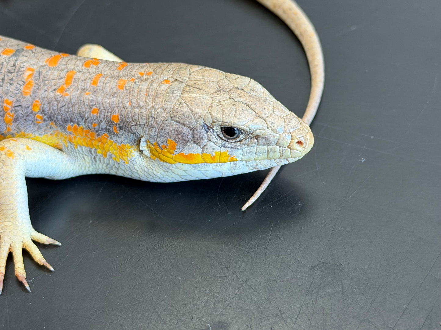 Schneiders skinks - More Skinks