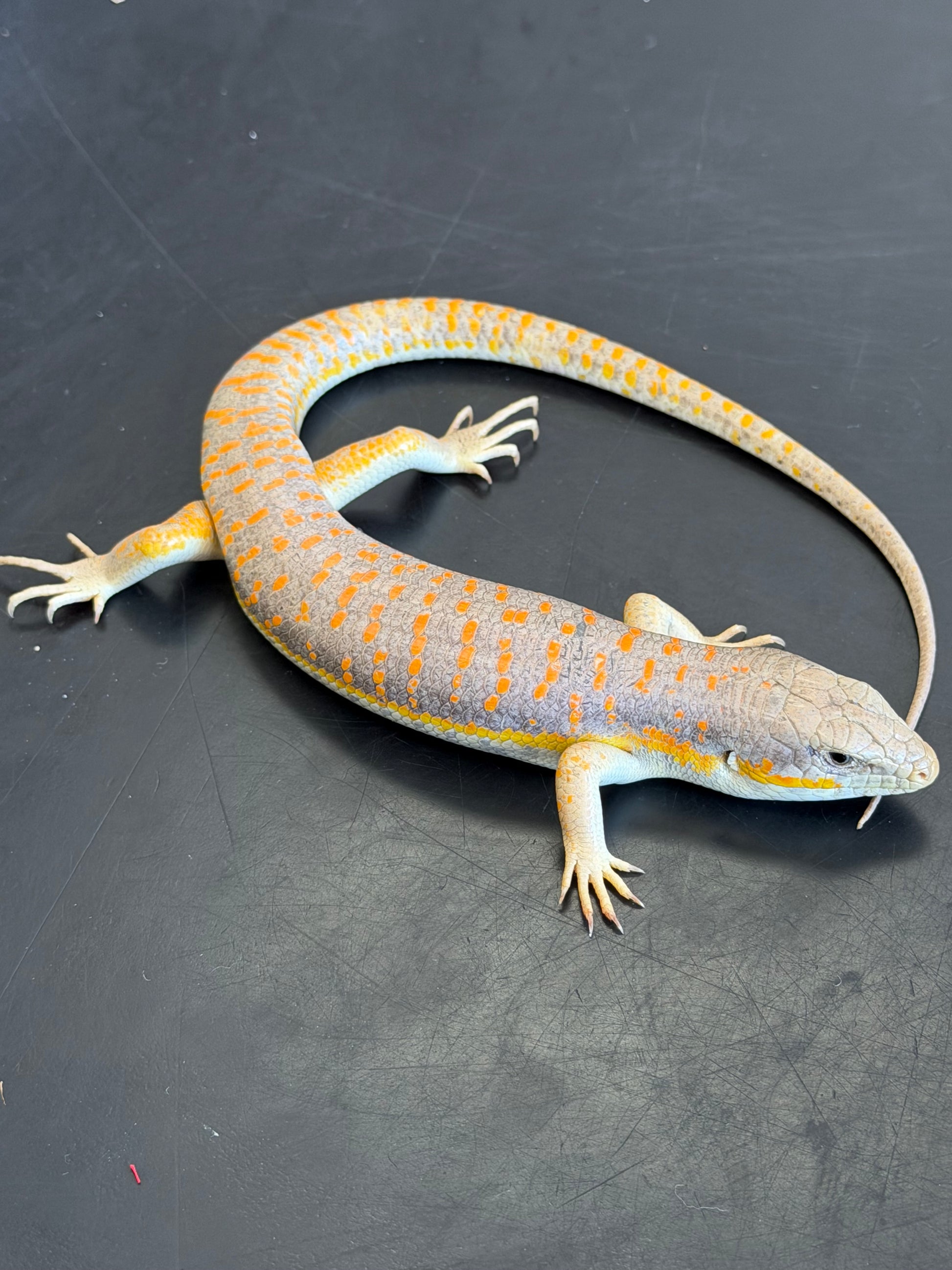 Schneiders skinks - More Skinks