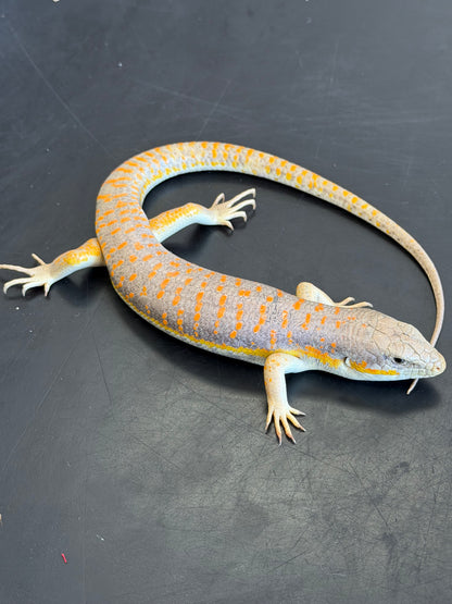 Schneiders skinks - More Skinks