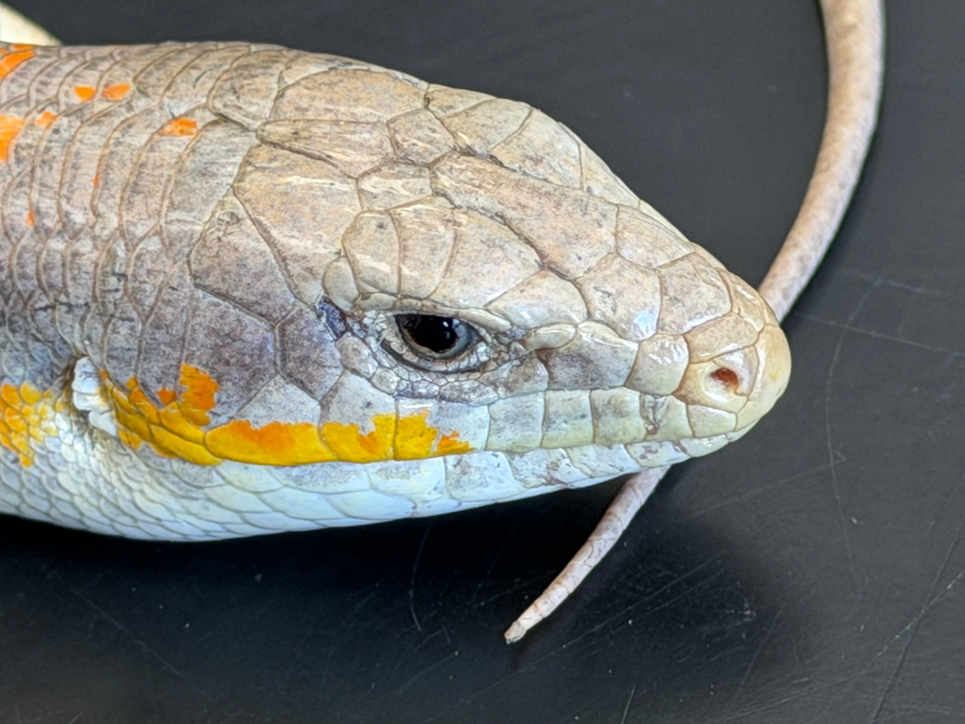 Schneiders skinks - More Skinks