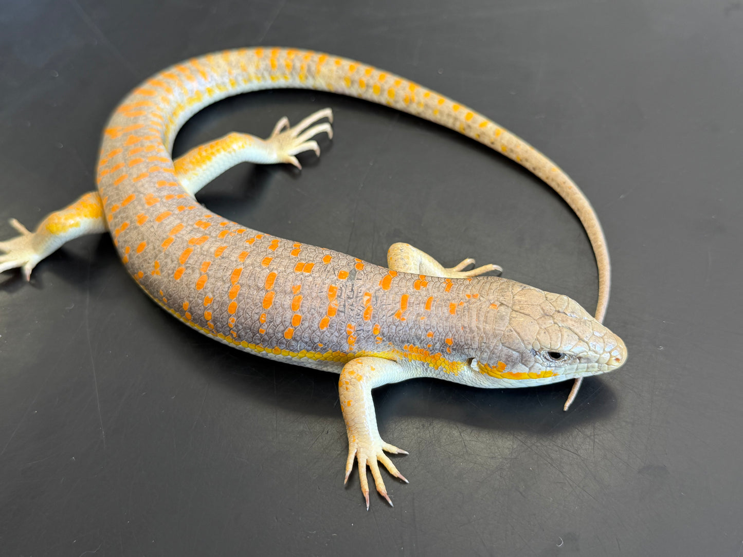 Schneiders skinks - More Skinks