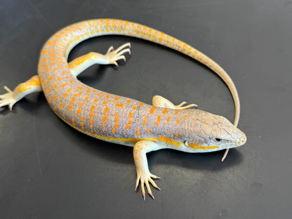 Schneiders skinks - More Skinks