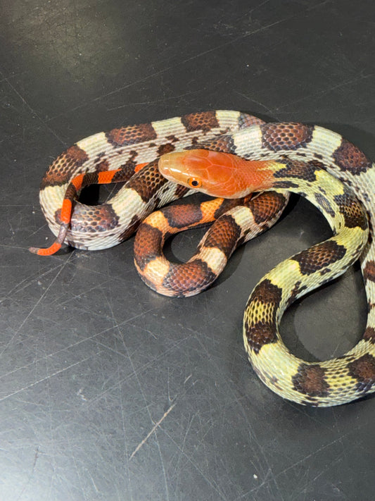 Holdback hundred flowers rat snakes - Other Rat Snakes