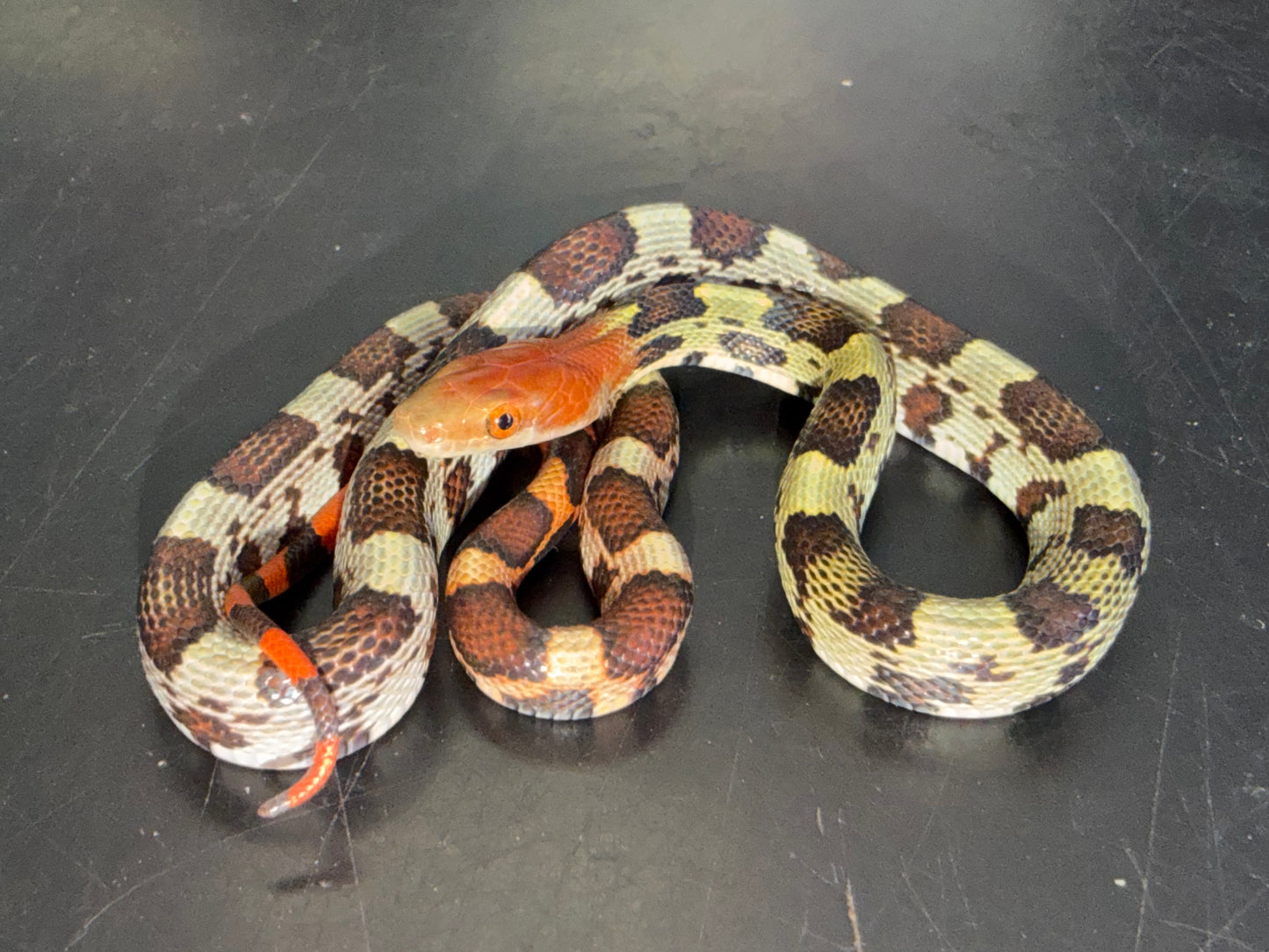 Holdback hundred flowers rat snakes - Other Rat Snakes