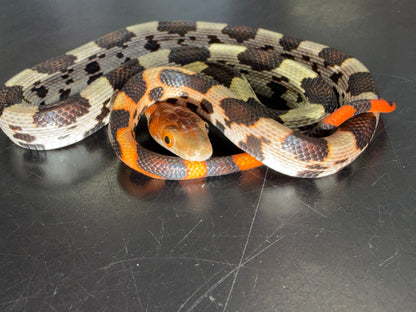 Holdback hundred flowers rat snakes - Other Rat Snakes