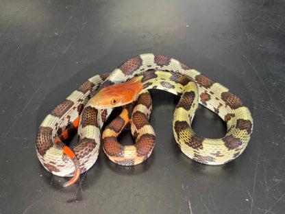 Holdback hundred flowers rat snakes - Other Rat Snakes