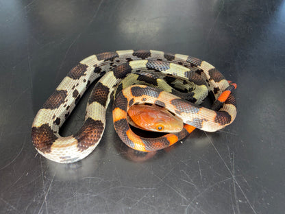 Holdback hundred flowers rat snakes - Other Rat Snakes