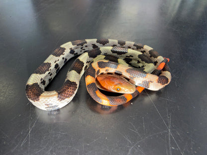 Holdback hundred flowers rat snakes - Other Rat Snakes