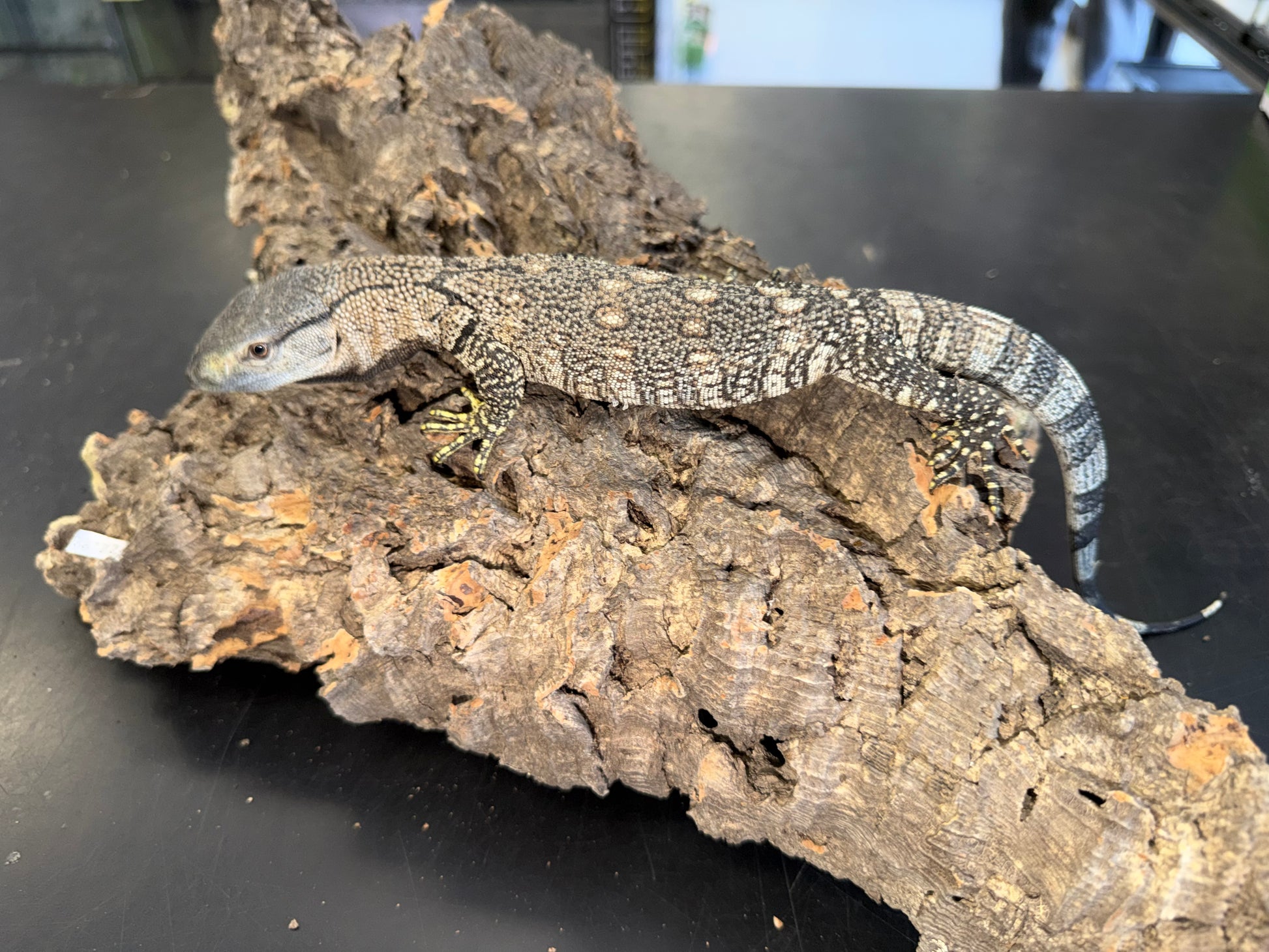 Mint baby black throat - Black-Throated Monitors
