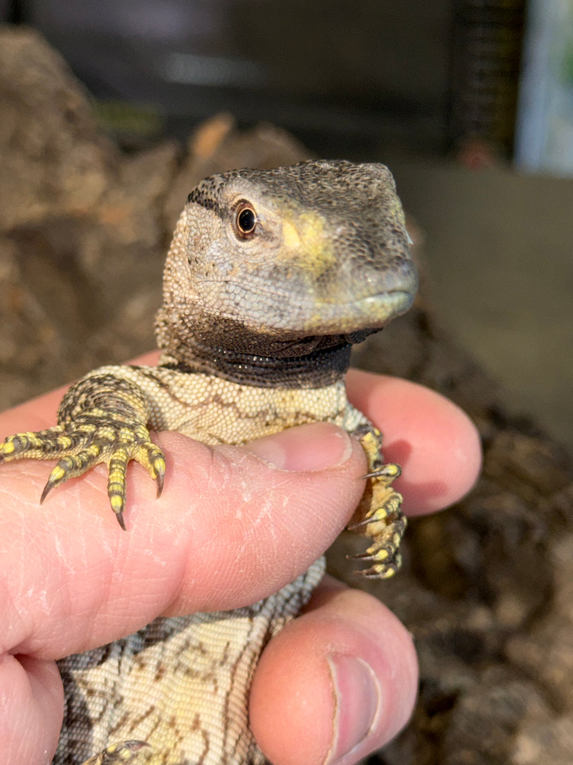 Mint baby black throat - Black-Throated Monitors