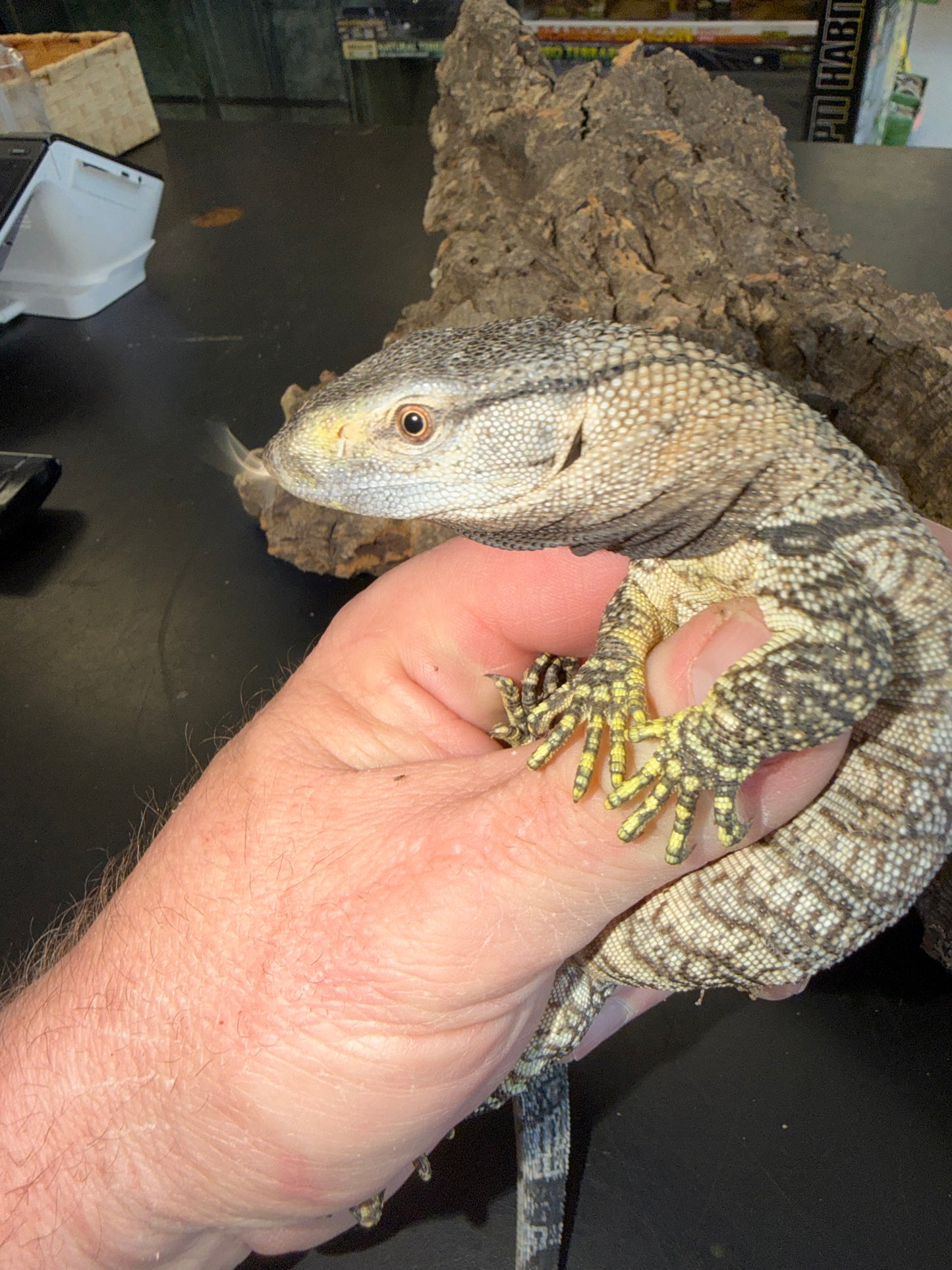 Mint baby black throat - Black-Throated Monitors