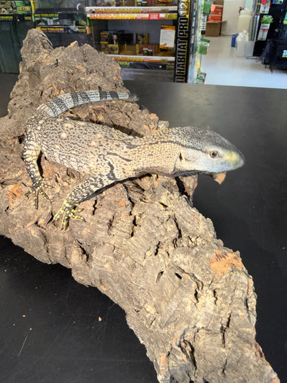 Mint baby black throat - Black-Throated Monitors