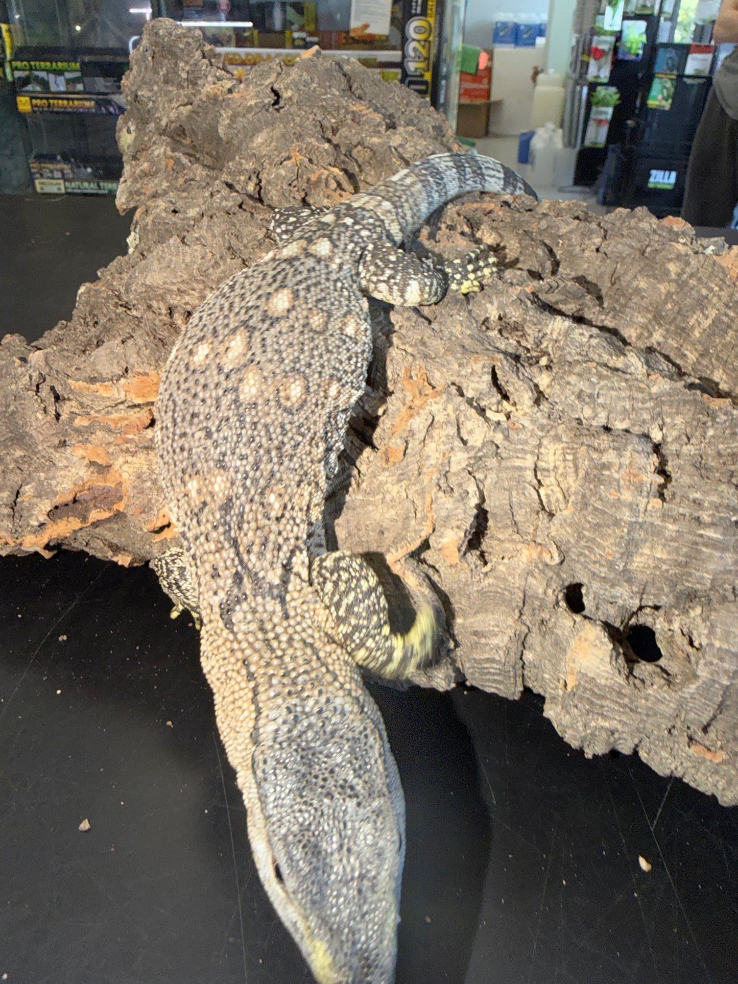 Mint baby black throat - Black-Throated Monitors