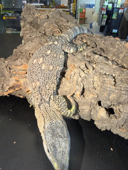 Mint baby black throat - Black-Throated Monitors