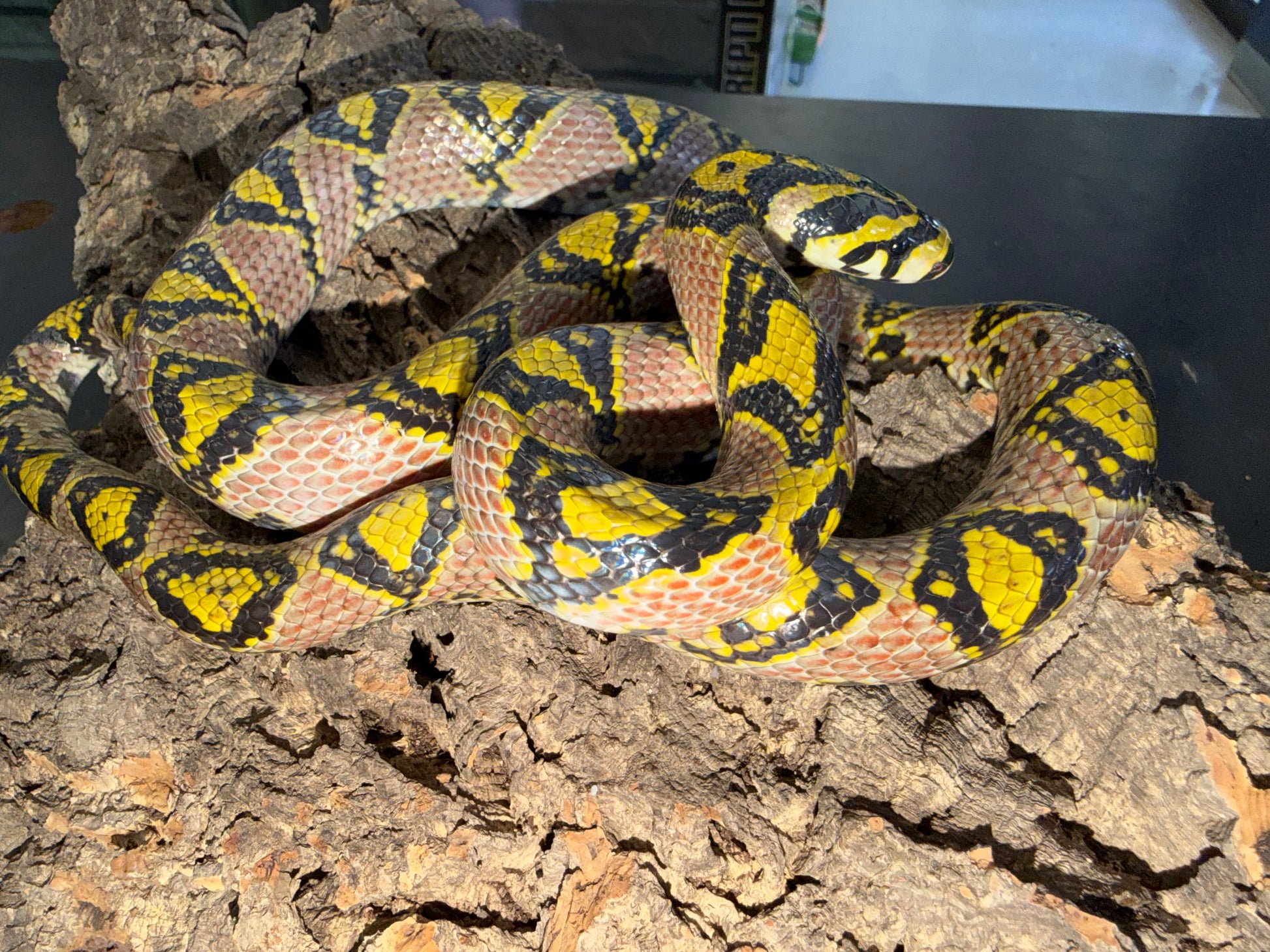 Hubei province mandarin rat - Mandarin Rat Snakes