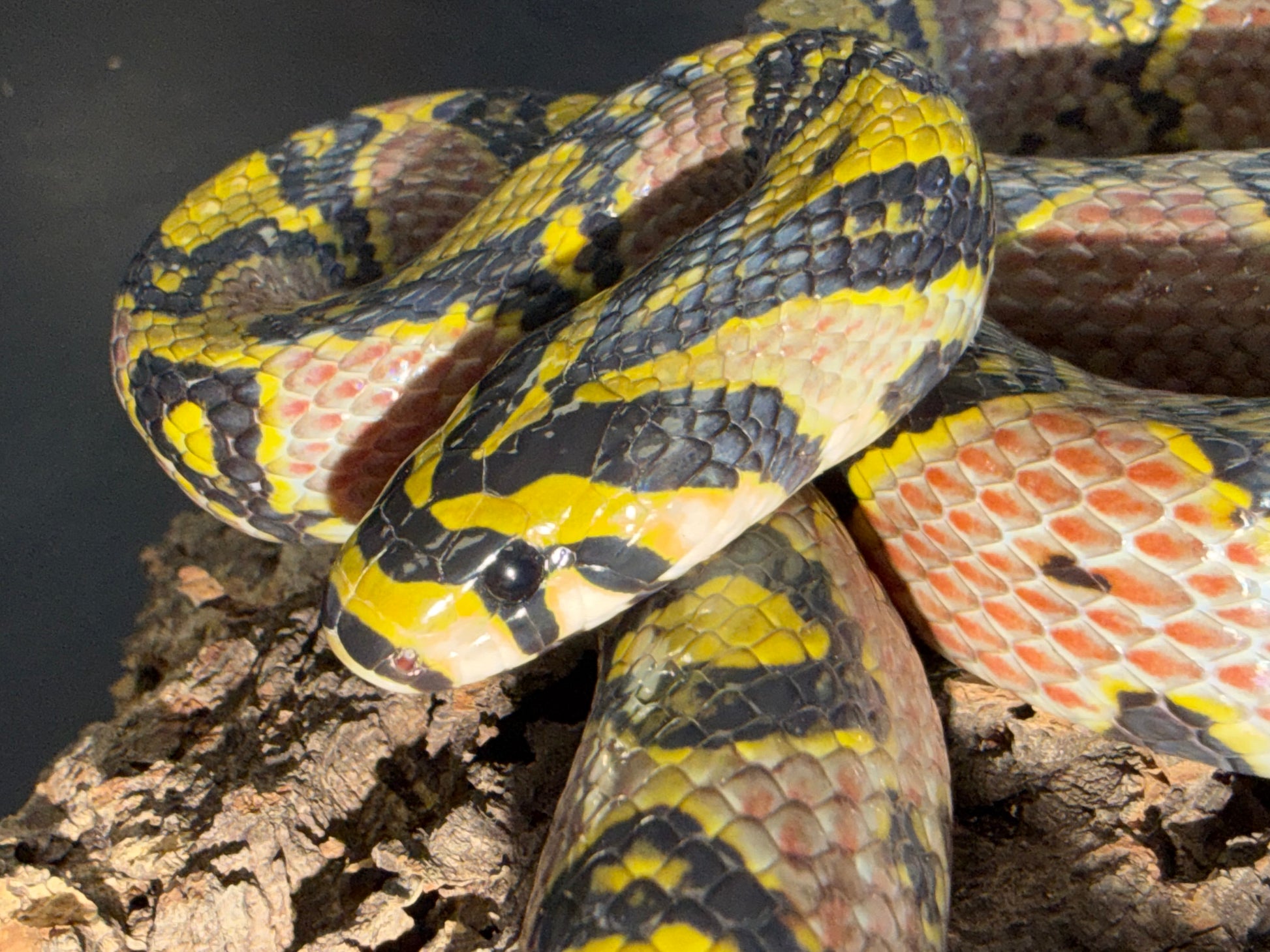 Hubei province mandarin rat - Mandarin Rat Snakes