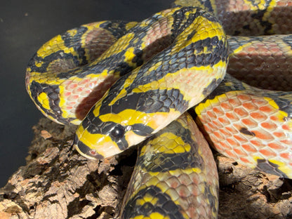 Hubei province mandarin rat - Mandarin Rat Snakes