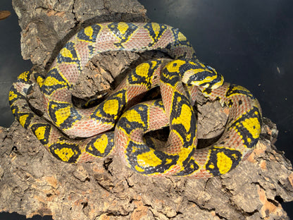Hubei province mandarin rat - Mandarin Rat Snakes