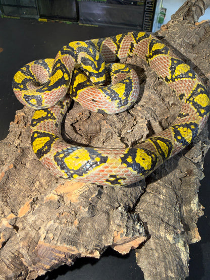 Hubei province mandarin rat - Mandarin Rat Snakes