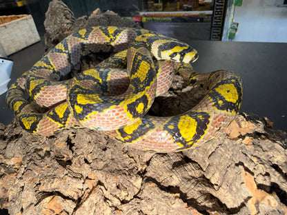 Hubei province mandarin rat - Mandarin Rat Snakes