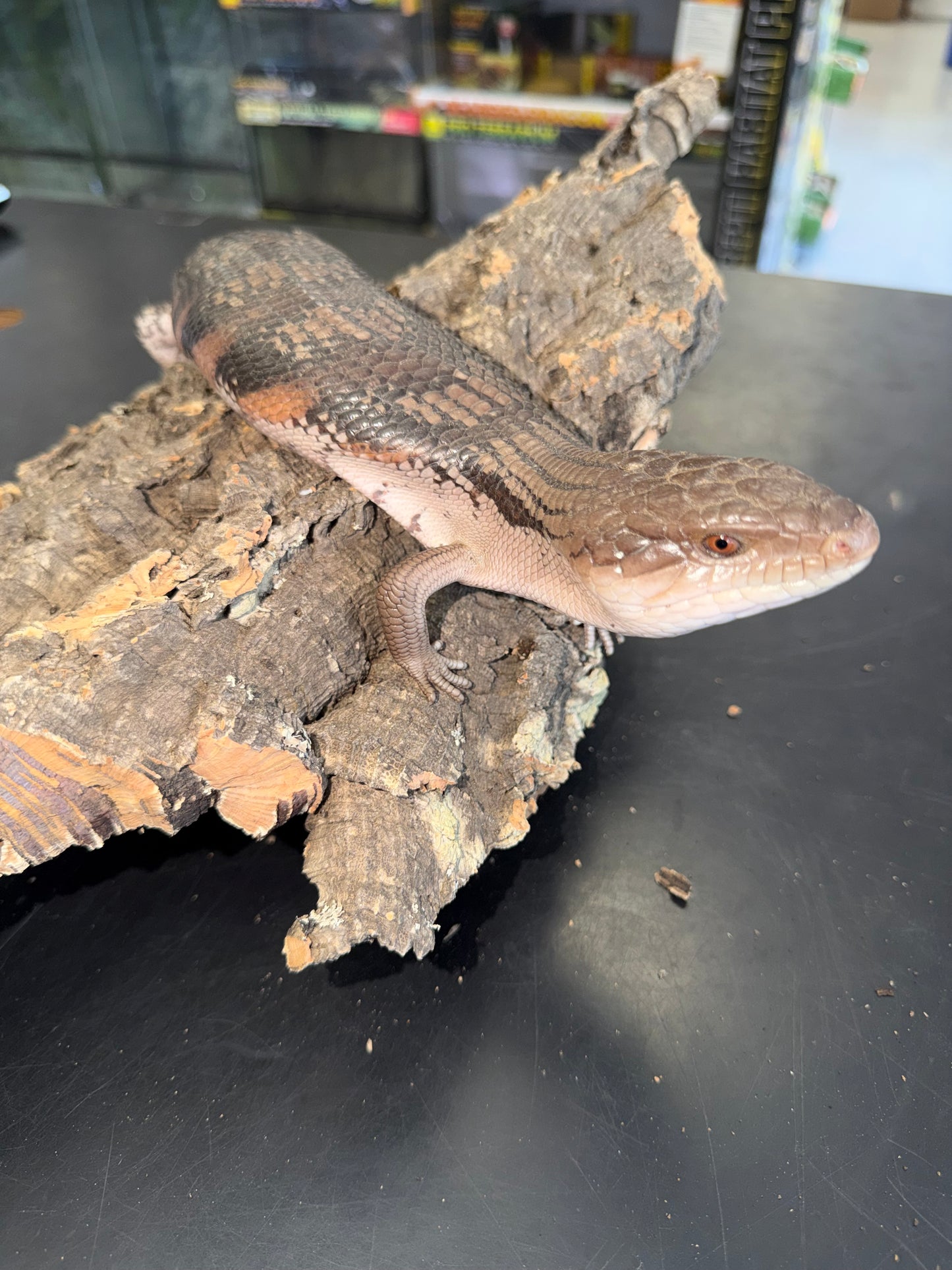 Pitch black northern blue tongue - Northern Blue-Tongued Skinks