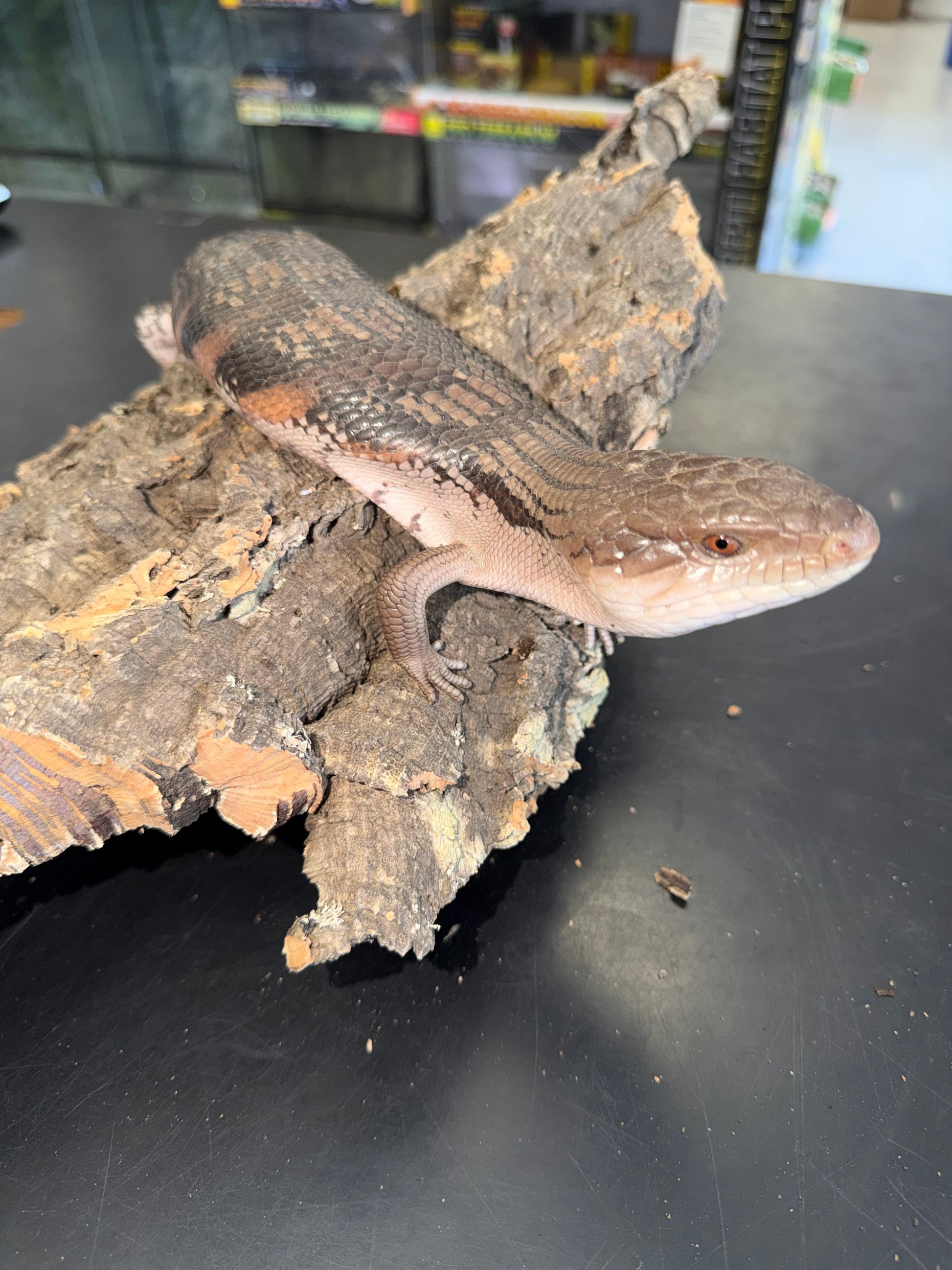 Pitch black northern blue tongue - Northern Blue-Tongued Skinks