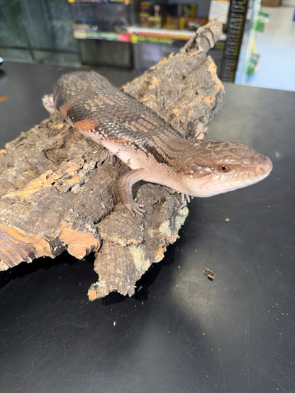Pitch black northern blue tongue - Northern Blue-Tongued Skinks