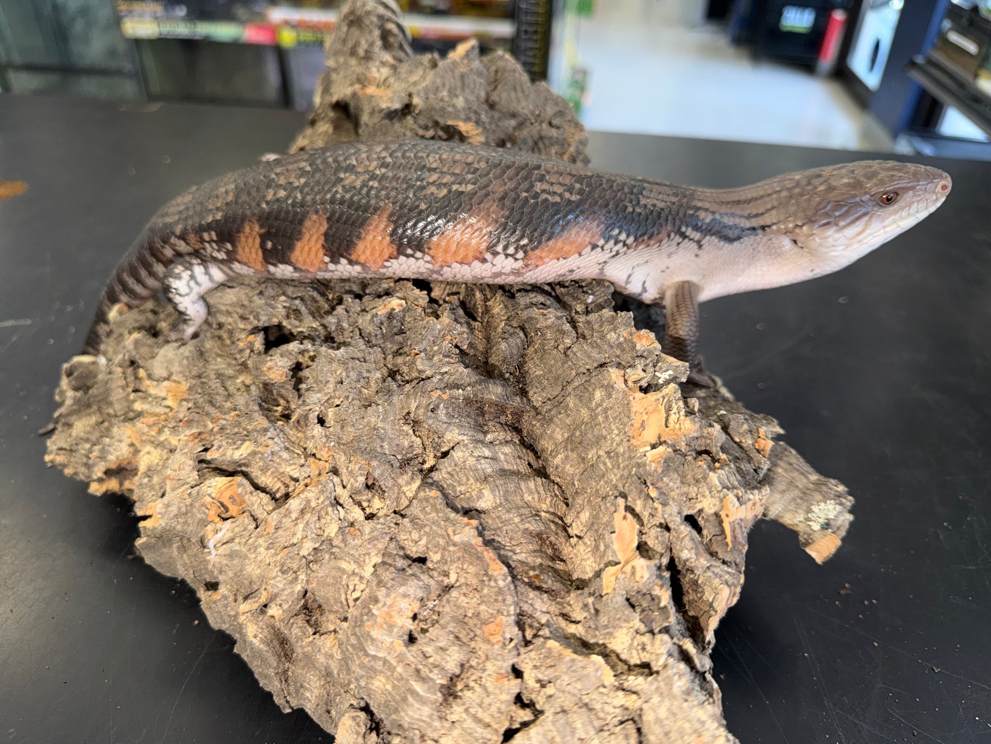 Pitch black northern blue tongue - Northern Blue-Tongued Skinks