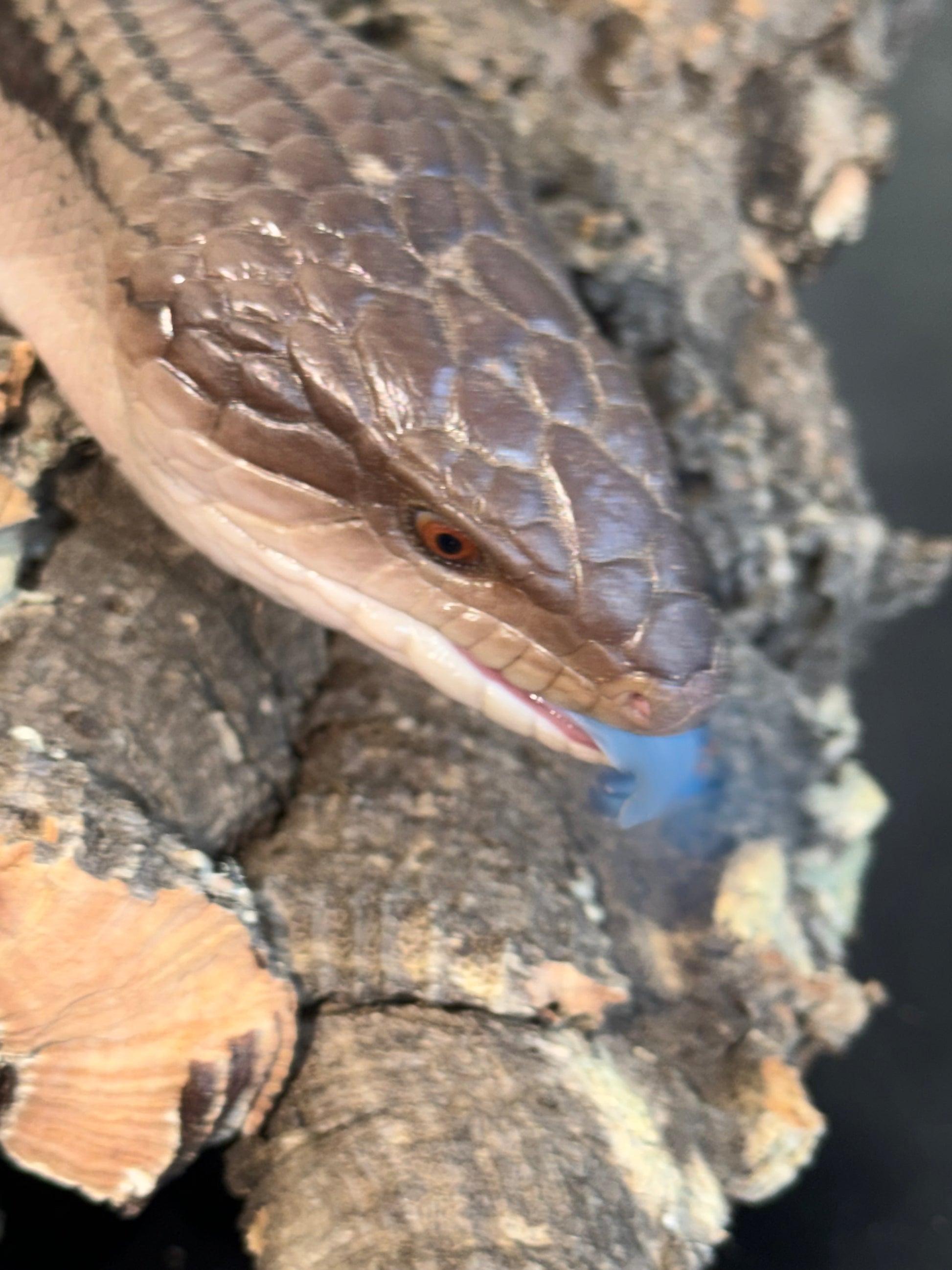 Pitch black northern blue tongue - Northern Blue-Tongued Skinks