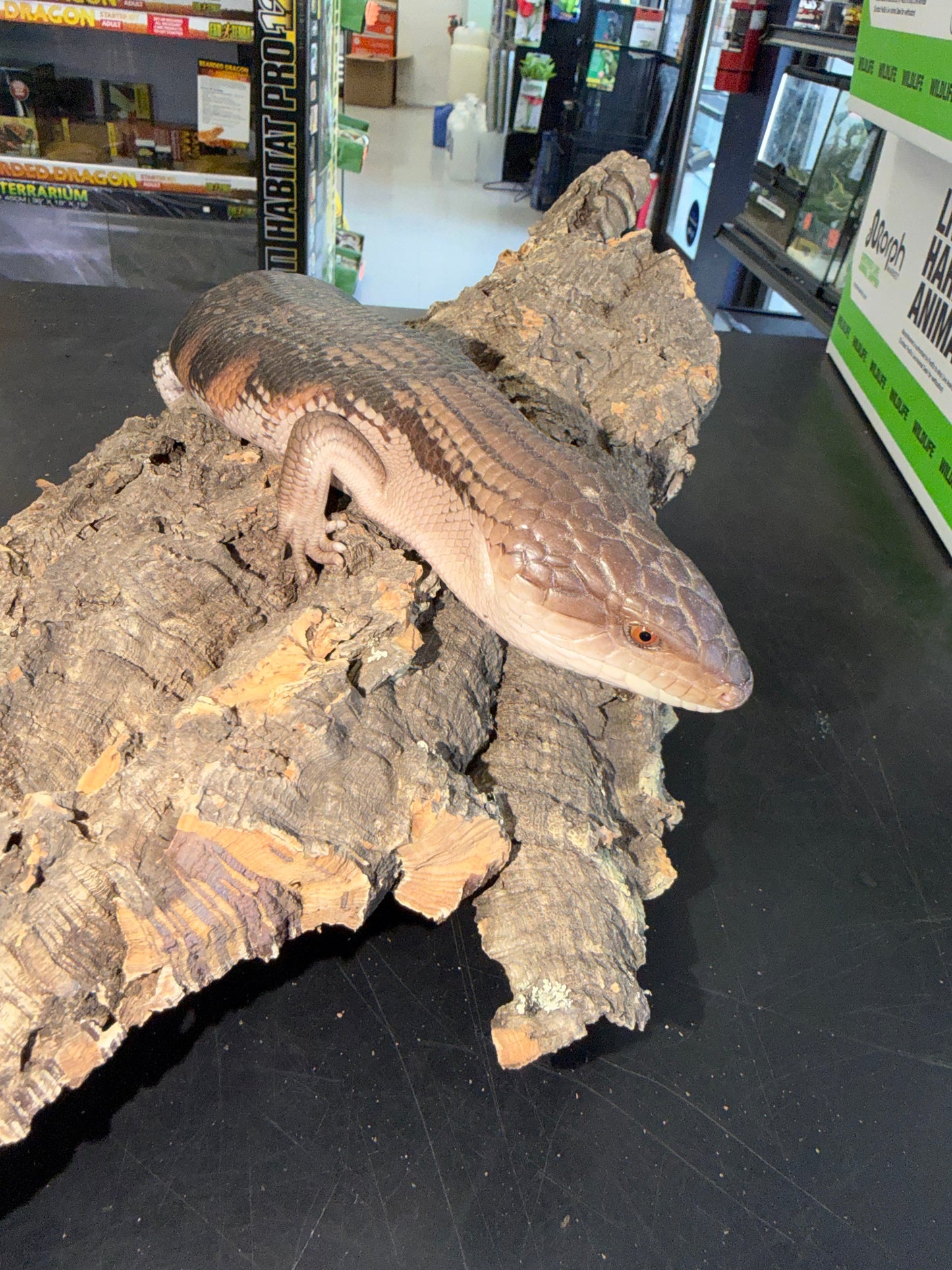 Pitch black northern blue tongue - Northern Blue-Tongued Skinks