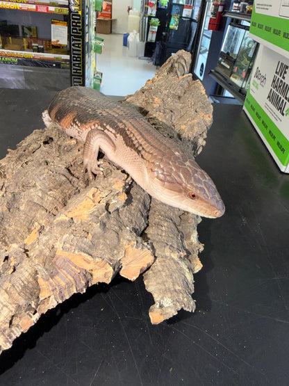 Pitch black northern blue tongue - Northern Blue-Tongued Skinks
