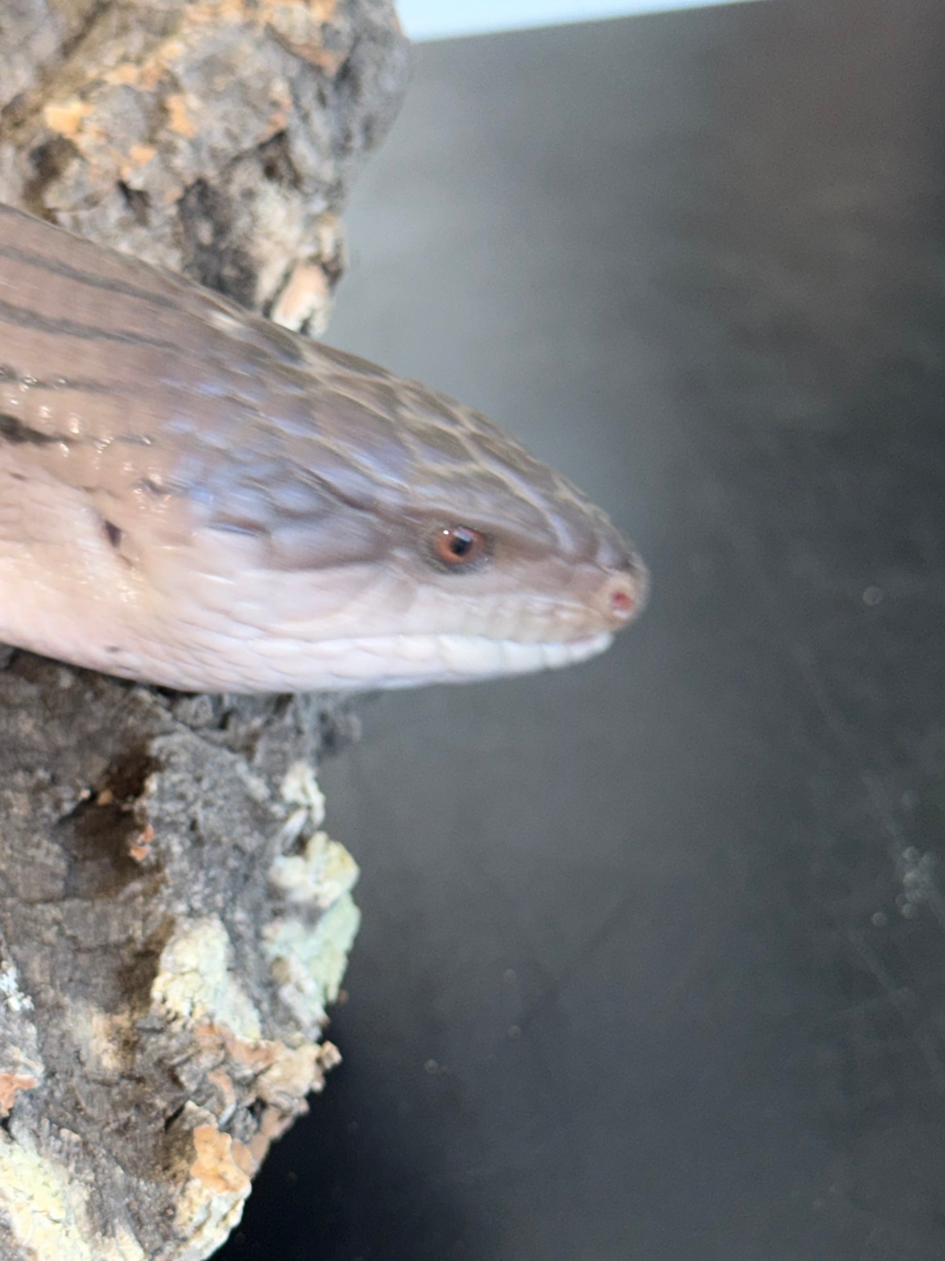 Pitch black northern blue tongue - Northern Blue-Tongued Skinks