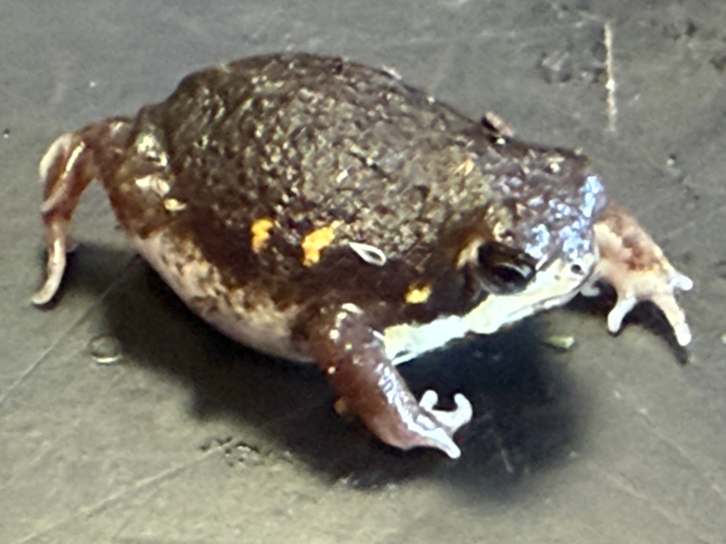 Powers rain frogs - Other Frogs
