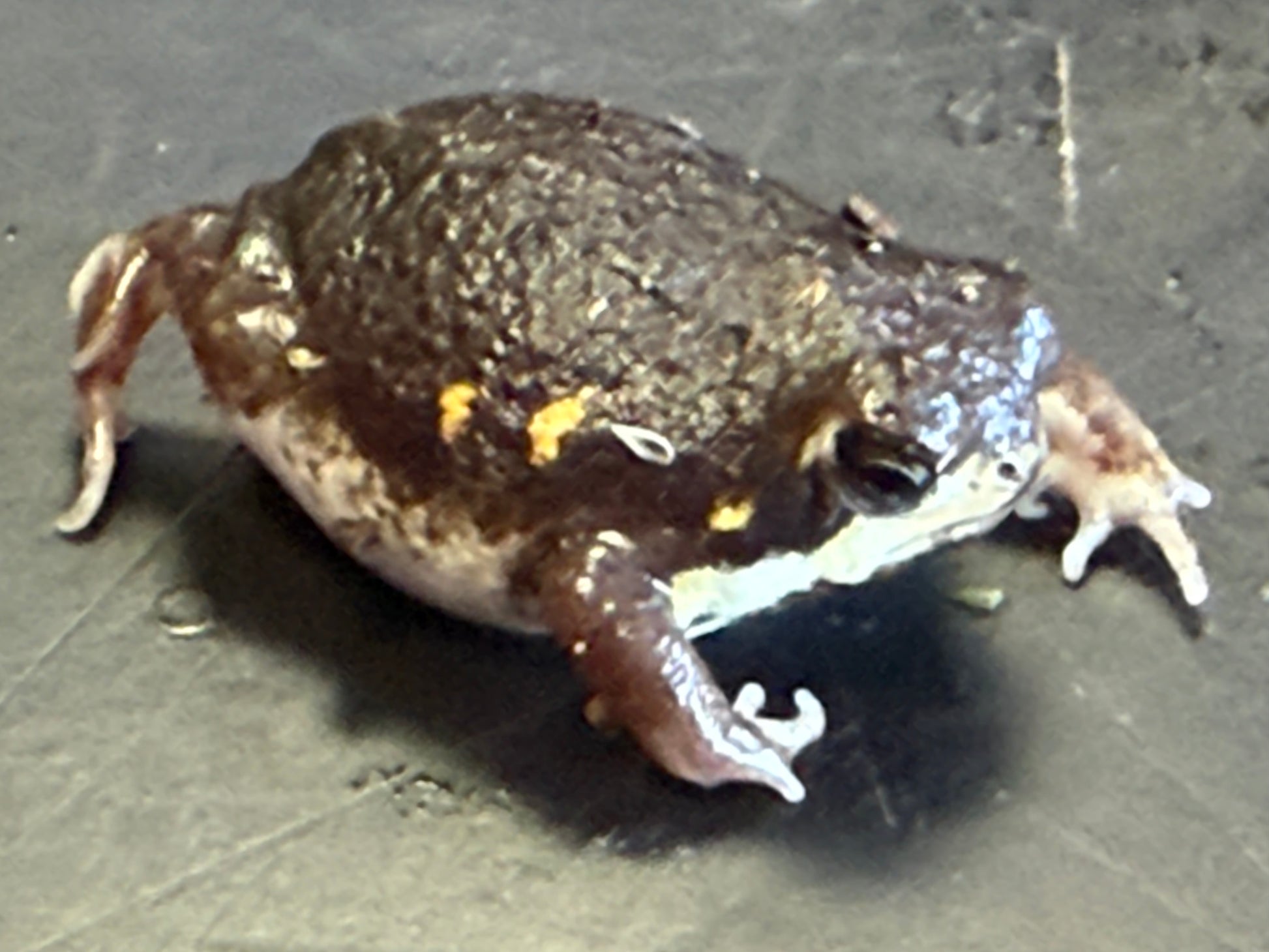 Powers rain frogs - Other Frogs