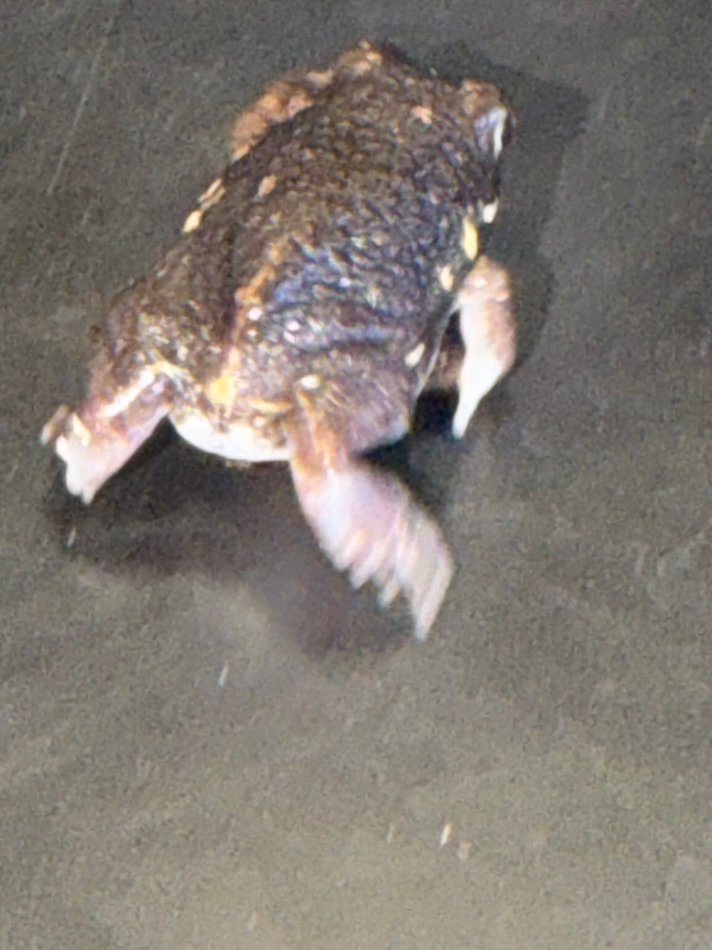 Powers rain frogs - Other Frogs
