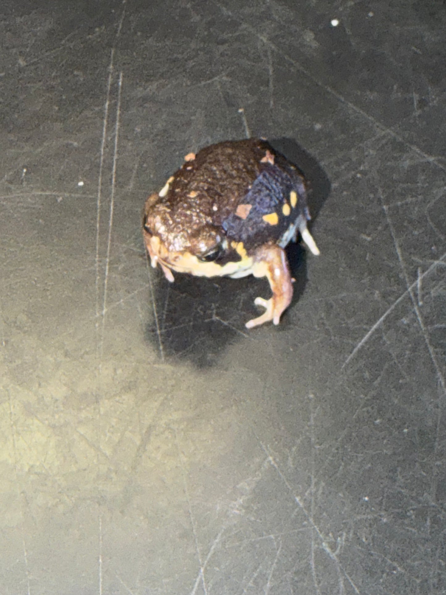 Powers rain frogs - Other Frogs