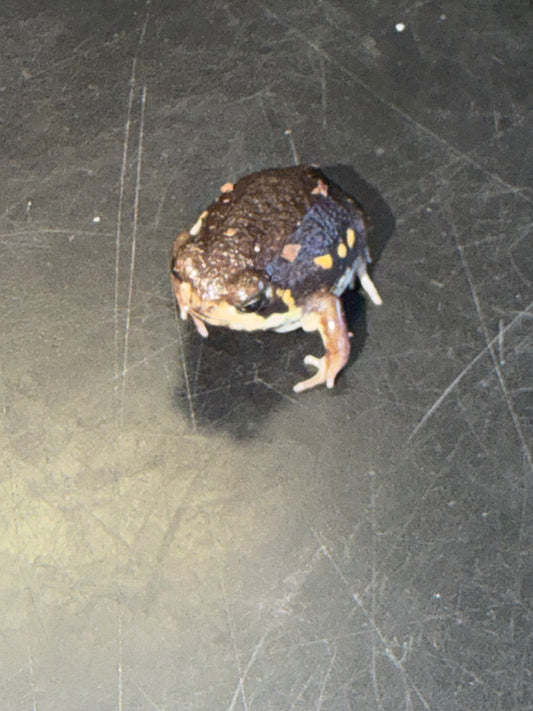 Powers rain frogs - Other Frogs