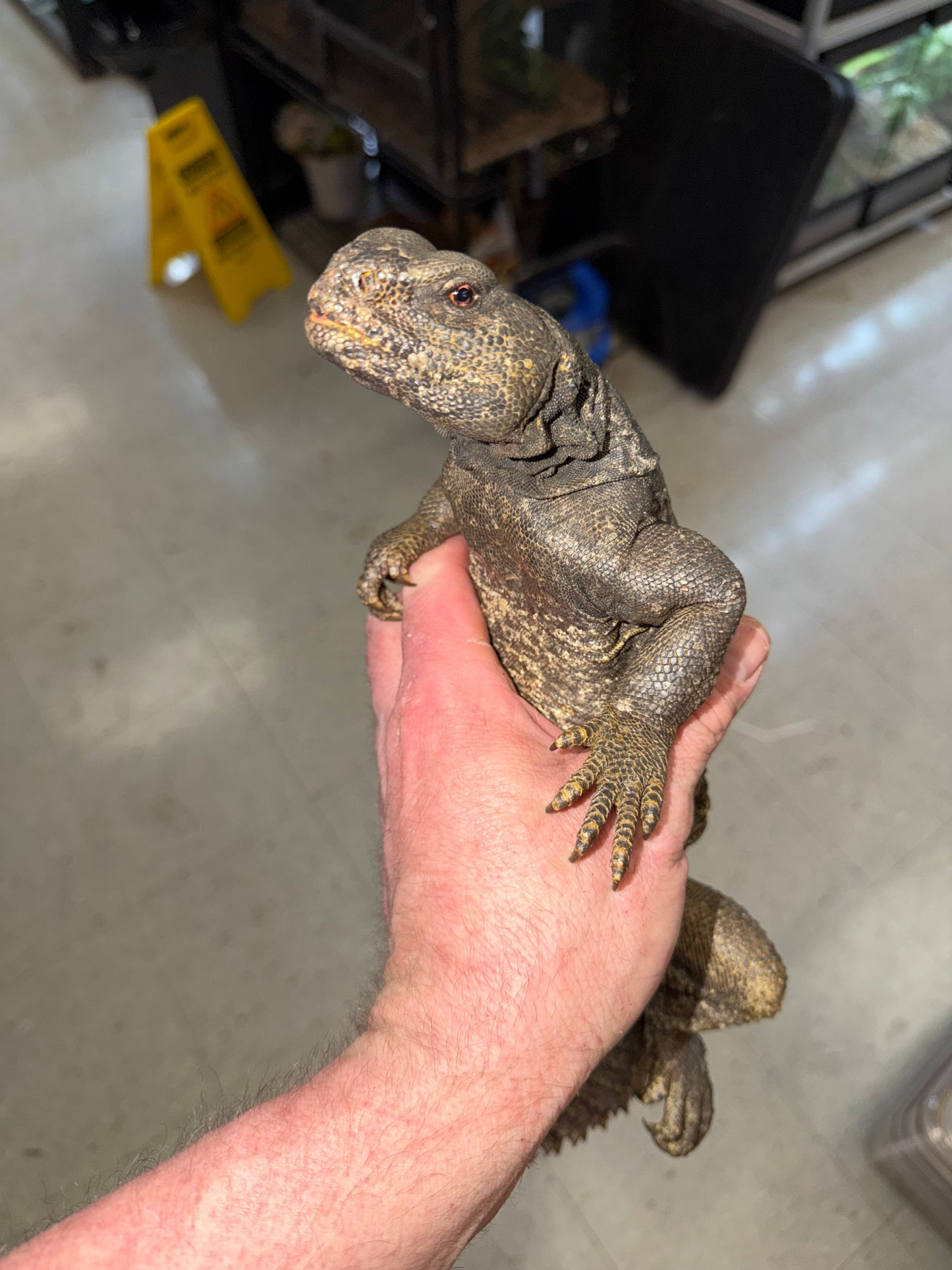 BIG Egyptian uromastyx - Uromastyx