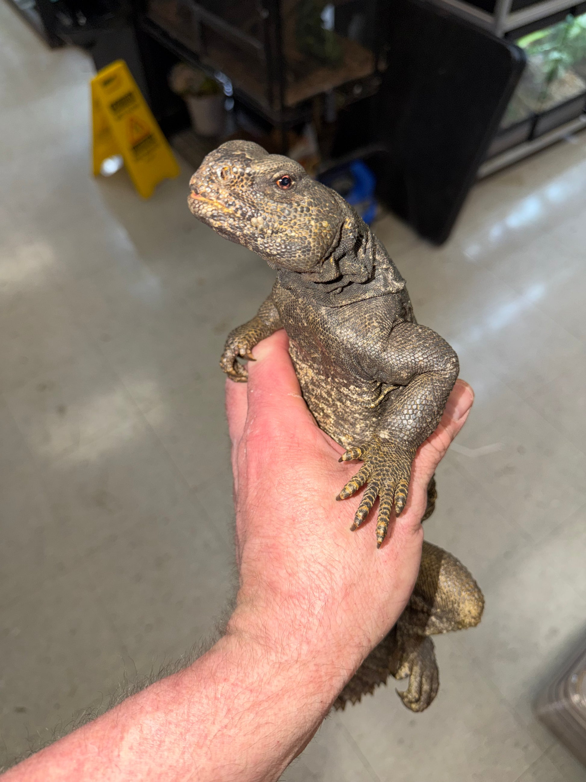 BIG Egyptian uromastyx - Uromastyx