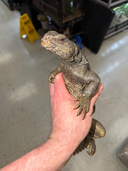 BIG Egyptian uromastyx - Uromastyx