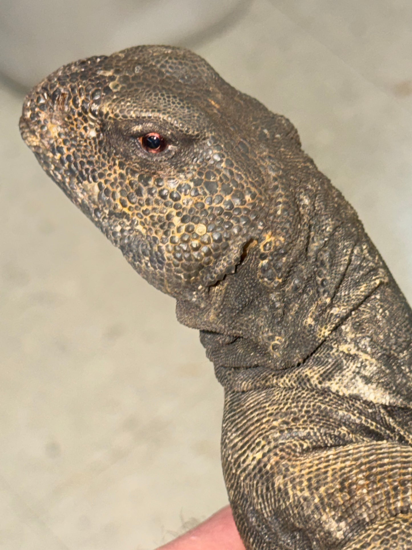 BIG Egyptian uromastyx - Uromastyx